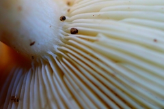 Russula iterika