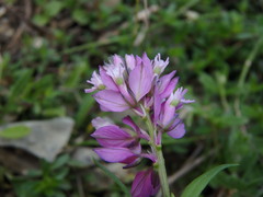 Polygala comosa