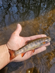 Salvelinus fontinalis fontinalis