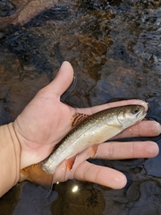 Salvelinus fontinalis fontinalis