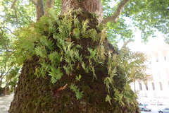 Polypodium