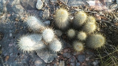 Mammillaria dixanthocentron