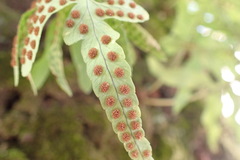 Polypodium