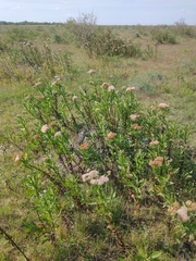 Pluchea microcephala