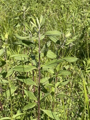 Eupatorium anomalum