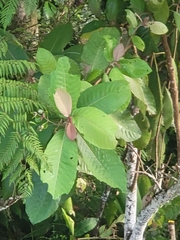Saurauia malayana
