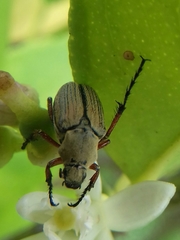 Macrodactylus mexicanus