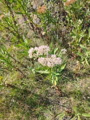 Pluchea microcephala