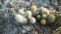 Mammillaria dixanthocentron