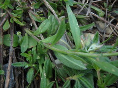 Polygala comosa