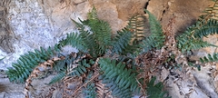 Blechnum punctulatum