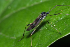 Gymnastes flavitibia