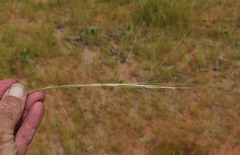 Aristida hygrometrica