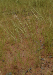 Aristida hygrometrica