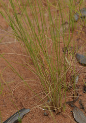 Aristida hygrometrica