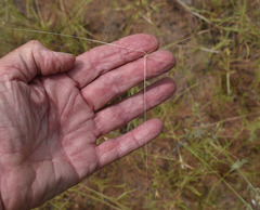 Aristida hygrometrica