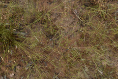 Aristida hygrometrica