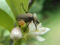 Macrodactylus mexicanus