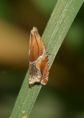 Ancylis obtusana