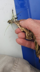 Eriocaulon aquaticum