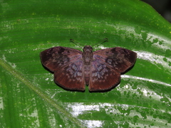 Camptopleura theramenes
