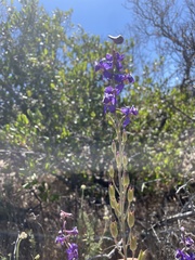 Delphinium parishii subglobosum