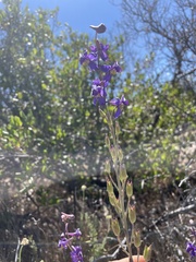 Delphinium parishii subglobosum