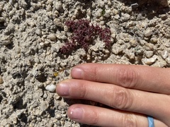 Chorizanthe polygonoides longispina