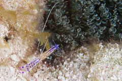 Ancylomenes pedersoni