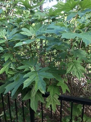 Hydrangea quercifolia