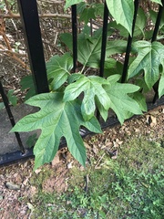 Hydrangea quercifolia