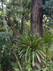 Vriesea macrostachya