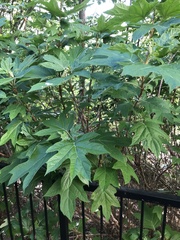 Hydrangea quercifolia