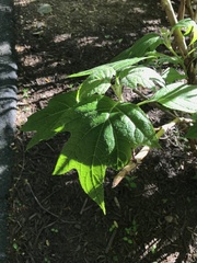 Hydrangea quercifolia