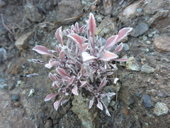 Hesperevax sparsiflora