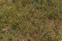 Rhynchospora croydonensis