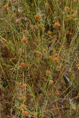 Rhynchospora croydonensis