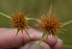 Rhynchospora croydonensis