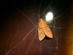 Aberrasine lichenshihi