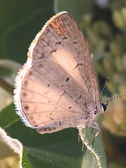 Celastrina neglecta