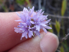 Gilia capitata capitata