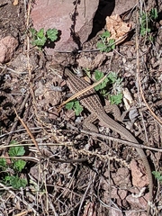 Aspidoscelis exsanguis