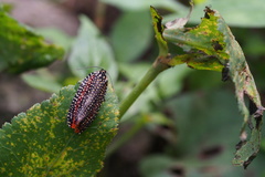 Cerace xanthocosma
