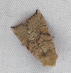 Perigonica angulata