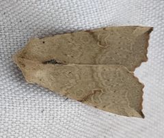 Perigonica angulata