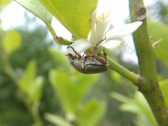 Macrodactylus mexicanus