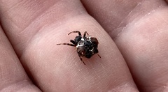 Austracantha minax hermitis