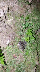 Eleutherodactylus leprus