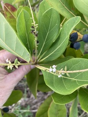 Terminalia muelleri