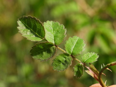 Rosa arvensis